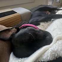 Thumbnail photo of Rosie #3