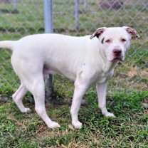 Thumbnail photo of Stanley #1