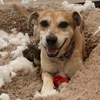 Thumbnail photo of Henry #4