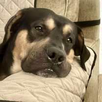 Thumbnail photo of Remy #4