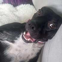 Thumbnail photo of Rosie #4