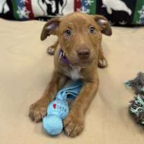 Thumbnail photo of Scar #1