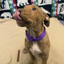 Thumbnail photo of Scar #4