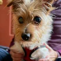 Thumbnail photo of Coquito #2