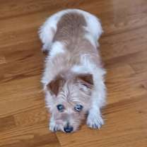 Thumbnail photo of Coquito #3