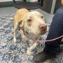 Thumbnail photo of Girly Pop #4