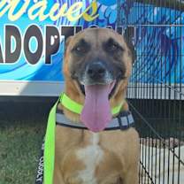 Thumbnail photo of Fezaroni #4