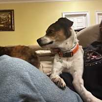 Thumbnail photo of Pickle #3