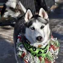 Thumbnail photo of Pixie #1