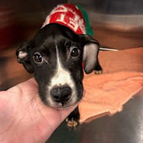 Thumbnail photo of Snoopy #1