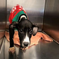 Thumbnail photo of Snoopy #2