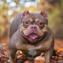 Thumbnail photo of Lovely #4