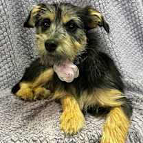 Thumbnail photo of JuJu #4