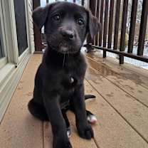 Thumbnail photo of Lulu #1