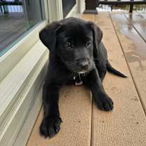 Thumbnail photo of Lulu #2