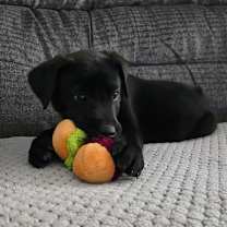 Thumbnail photo of Lulu #3