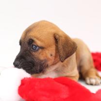 Thumbnail photo of Bailey #2