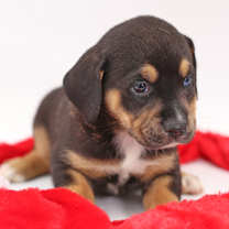 Thumbnail photo of Basil #2