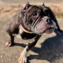 Thumbnail photo of Moon-Star #3