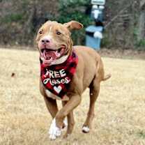 Thumbnail photo of LINCOLN #2