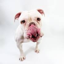 Thumbnail photo of Casper #2