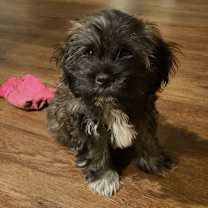 Thumbnail photo of Pepper #1