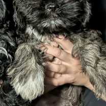 Thumbnail photo of Pepper #2