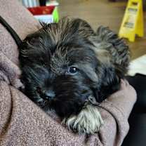 Thumbnail photo of Pepper #3