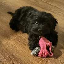 Thumbnail photo of Benny #1