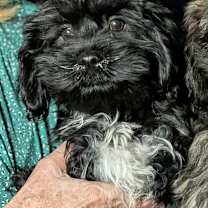 Thumbnail photo of Benny #2