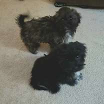 Thumbnail photo of Benny #3