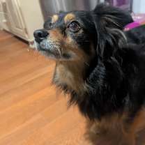 Thumbnail photo of Buddy #2