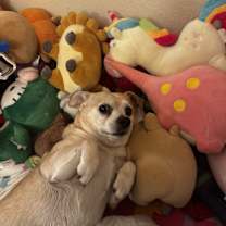 Thumbnail photo of Little Bear #1