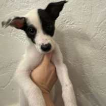 Thumbnail photo of Honey #1