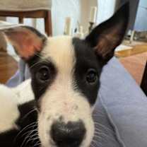 Thumbnail photo of Honey #2