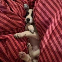 Thumbnail photo of Honey #3