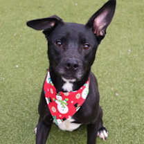 Thumbnail photo of Goose Athens #1