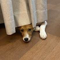 Thumbnail photo of King Kong #3