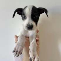 Thumbnail photo of Lila #2