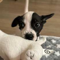 Thumbnail photo of Lila #3