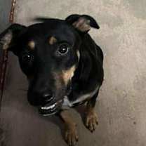 Thumbnail photo of Dursilla  #2