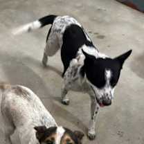 Thumbnail photo of Ursula #2