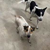 Thumbnail photo of Flounder #2