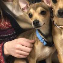 Thumbnail photo of Bandit #2