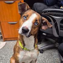 Thumbnail photo of Angel  #1