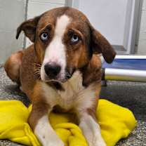 Thumbnail photo of Angel  #3