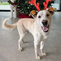 Thumbnail photo of Ajax #1