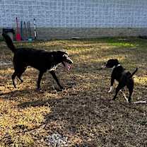 Thumbnail photo of Gertie #4