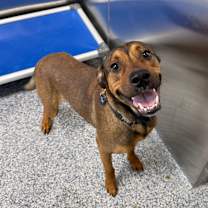 Thumbnail photo of Nutcracker #1