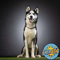 Thumbnail photo of Enoch #1